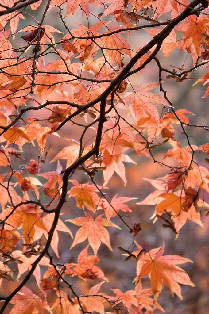 selection - random gallery image